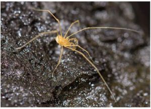 Many of the most endangered harvestmen are cave endemics, including the genus Speleonychia, which is only known from a few lava tubes in southern Washington and has evolved a complete loss of eyes. 